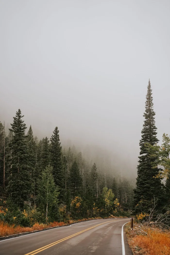 Foggy road winding through evergreen forest in autumn, creating a serene and misty atmosphere.