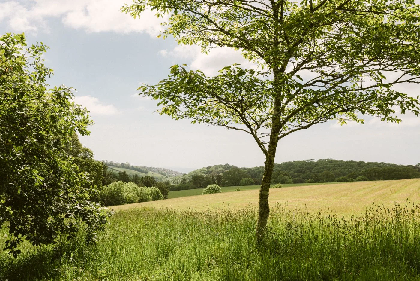 Serene view of English countryside fields with lush greenery and gentle rolling hills.
