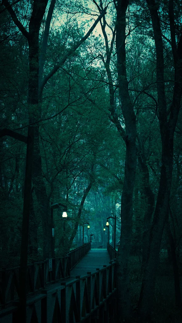 A serene forest pathway illuminated by lamplights at dusk, creating a moody and tranquil atmosphere.